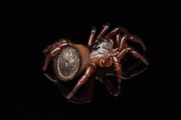 Cyclocosmia spider
