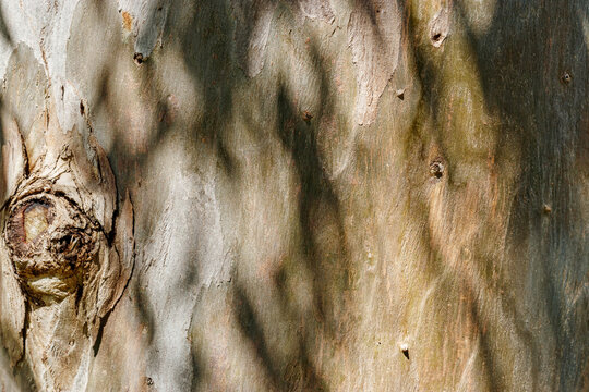Closeup of natural tree bark texture with leaves shadow from sun, old wood Trunk in earthy tones. Macro photo of nature design for backgrounds, environment aesthetics, or texture in graphic design