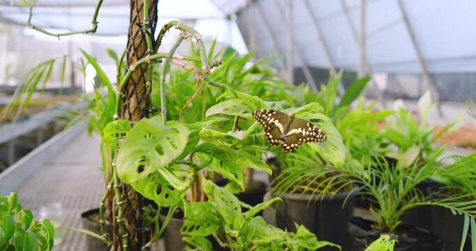 Butterfly gracefully hovering over lush green plants in vibrant nursery setting, in greenhouse