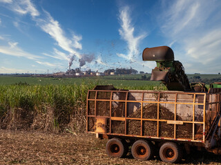 Sugar caSugar cane hasvest plantationne hasvest plantation