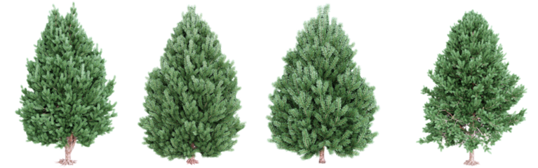 Pine Tree Collection Isolated on Transparent Background.3d rendering.