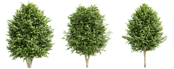 Tilia Platyphyllos Trees with dense green foliage isolated on transparent background.3d rendering.