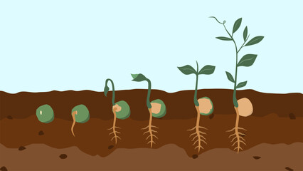 Hypogeal Seedling Plant Growth Stages Type Environmental Biology Science