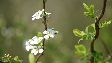 The Quiet Elegance of Jjillekkot in Bloom