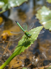 A green dragonfly with delicate wings rests on a leaf near a pond, a vibrant insect in its natural habitat