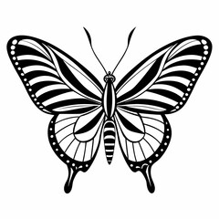 butterfly vector illustration