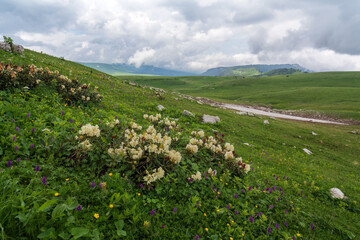 Blooming rhododendron (Lat. Rhododendron) on the alpine meadows of the Lago-Naki plateau in the...