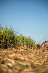 Sugar caSugar cane hasvest plantationne hasvest plantation