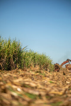 Sugar caSugar cane hasvest plantationne hasvest plantation