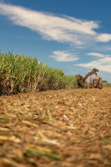 Sugar caSugar cane hasvest plantationne hasvest plantation