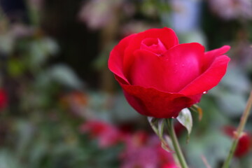 A rose is a fragrant, colorful flower , It symbolizes love, beauty, and passion