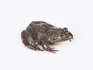 Fresh bullfrog