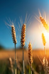 Golden Wheat at Sunset: Ripe wheat stalks bathed in the golden light of the setting sun, showcasing the rich texture and color of the harvest. 
