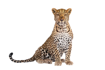 sitting leopard on transparent background