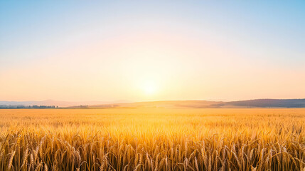 Obraz premium Golden Wheat Field At Sunrise