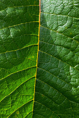 close up and detail green leaves background nature freshness natural color