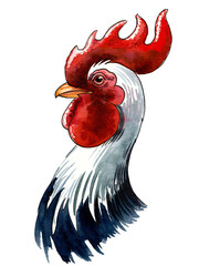 Rooster head. Hand drawn watercolor illustration