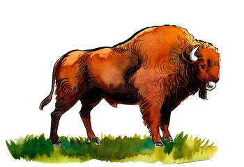 Big brown bison bull. Hand drawn watercolor illustration