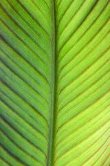 close up and detail green leaves background nature freshness natural color