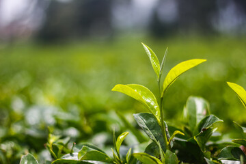 close up and detail green leaves background nature freshness natural color