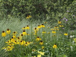 エキナセア　パラドクサ