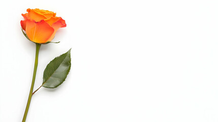 Obraz premium Orange Rose On White Background