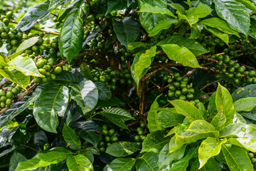 close up and detail green leaves coffee trees background nature freshness natural color
