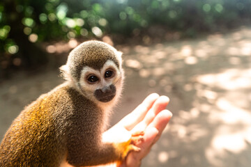 Close-up Monkey