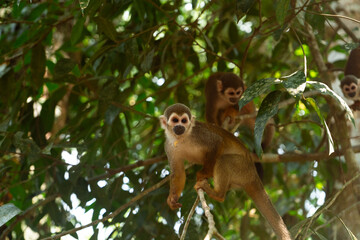 Amazon Monkey close up