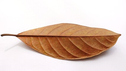 Obraz premium Dry leaves with vein texture isolated on white background.
