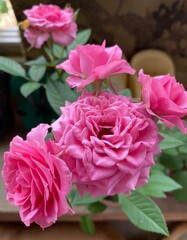 Close-up of blooming pink roses with green leaves in natural light