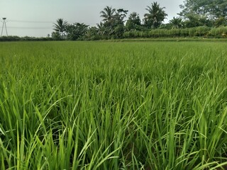 Golden Rice Plants Growing in Peaceful Paddy Field