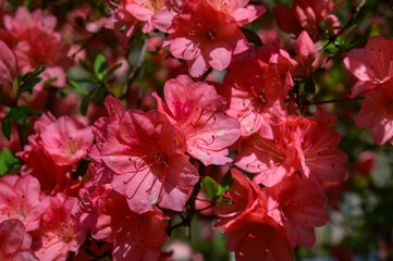 Azalea Blossoms at Cane Creek Falls, near Dahlonega, Georgia.