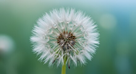 Fototapeta premium Dandelion Wishes 2025-05-17 - A single dandelion seed head, symbolizing wishes, hope, change, nature, and fragility. Its delicate structure and soft appearance evoke a sense of peace