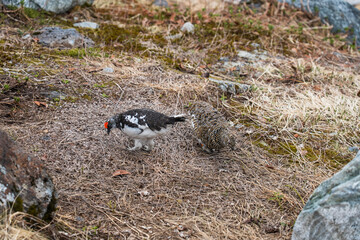 Japan Hokuriku Kurobe Tateyama Alps