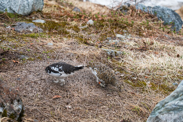 Japan Hokuriku Kurobe Tateyama Alps