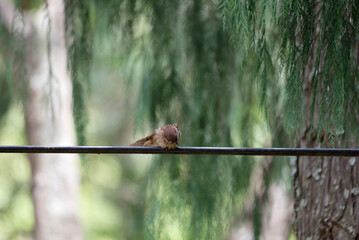 sparrow on line