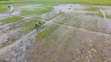 Farmers are planting rice in fields where automatic rice planting machines cannot plant.