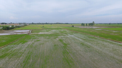 Planting rice during the growing season.
