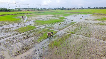 Farmers are planting rice in fields where automatic rice planting machines cannot plant.