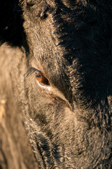 Close up macro image of Black Angus Bull's eye