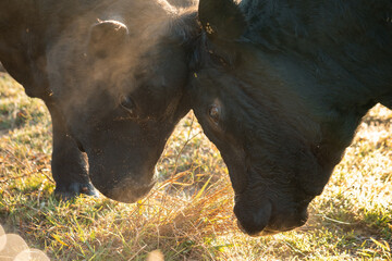 Black Angus bulls sparring in golden morning light