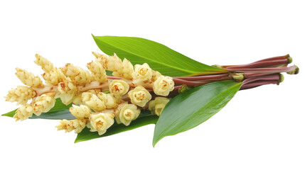 Obraz premium Amazonian wild ginger Zingiber aromaticum Transparent background, PNG
