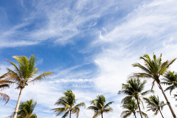 palm trees against a blue sky with clouds