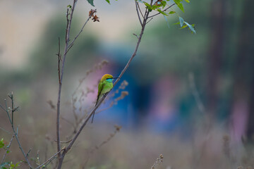 A vibrant Green bee eater is perched gracefully on a slender, bare branch. Against a softly blurred background of muted greens and blues.