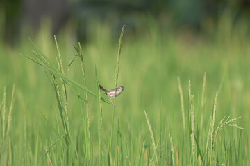 Small vibrant Prinia  flit and forage within a vibrant green rice paddy. The lush agriculture landscape provides a dynamic natural hobbit. 