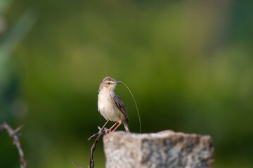 A small beautiful Plain Prinia diligently gathers nesting material, holds a long slender green strand in its beak, poised on a textured perch against a softly blurred green background.