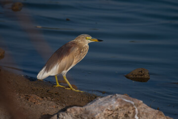 An Vibrant Indian pond Heron is standing calmly on the edge of a water body, bathed in natural light. The background shoes the blue water surface and mud.
