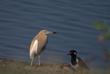 An Vibrant Indian pond Heron is standing calmly on the edge of a water body, bathed in natural light. The background shoes the blue water surface and mud.