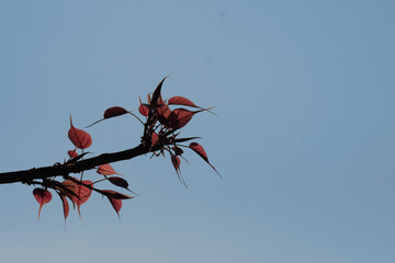 Vibrant reddish leaf tree branch against a contrast blue sky background.